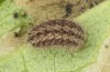 Jordanita vartianae: Larva in autumn (e.l., F1 breeding, Spain, Jaen, Santiago de la Espada, larvae found in early April 2025) [S]