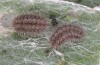 Jordanita vartianae: Half-grown larva after hibernation (e.l., F1 breeding, Spain, Jaen, Santiago de la Espada, larvae found in early April 2025) [S]