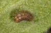 Jordanita vartianae: Half-grown, small hibernated larva (Spain, Jaen, Santiago de la Espada, early April 2025) [M]