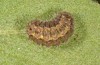Jordanita vartianae: Larva in penultimate instar (Spain, Jaen, Santiago de la Espada, early April 2025) [S]