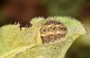 Jordanita vartianae: Larva in final instar (Spain, Jaen, Santiago de la Espada, early April 2025) [S]