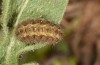 Jordanita vartianae: Larva in final instar (Spain, Jaen, Santiago de la Espada, early April 2025) [S]