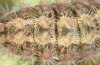 Jordanita vartianae: Larva in final instar (Spain, Jaen, Santiago de la Espada, early April 2025) [S]