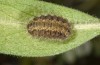 Jordanita vartianae: Larva in final instar (Spain, Jaen, Santiago de la Espada, mid-April 2024) [M]