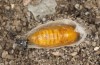 Jordanita vartianae: Pupa (e.l. Spain, Jaen, Santiago de la Espada, larvae found in early April 2025) [S]