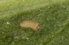 Jordanita vartianae: L1 larva (e.l., F1 breeding, Spain, Jaen, Santiago de la Espada, larvae found in early April 2025) [S]
