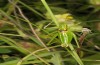 Poecilimon gracilis: Male (Austria, Carinthia, Mount Hochobir, early August 2016) [N]